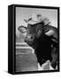 Trained Cow Wearing a Hat-Nina Leen-Framed Stretched Canvas