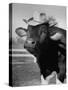 Trained Cow Wearing a Hat-Nina Leen-Stretched Canvas