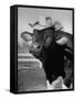 Trained Cow Wearing a Hat-Nina Leen-Framed Stretched Canvas