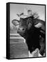 Trained Cow Wearing a Hat-Nina Leen-Framed Stretched Canvas