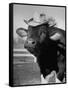 Trained Cow Wearing a Hat-Nina Leen-Framed Stretched Canvas