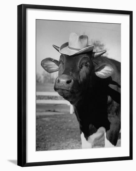 Trained Cow Wearing a Hat-Nina Leen-Framed Photographic Print