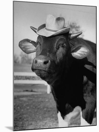 Trained Cow Wearing a Hat-Nina Leen-Mounted Photographic Print