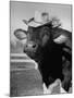 Trained Cow Wearing a Hat-Nina Leen-Mounted Photographic Print