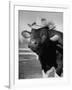 Trained Cow Wearing a Hat-Nina Leen-Framed Photographic Print