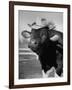 Trained Cow Wearing a Hat-Nina Leen-Framed Photographic Print