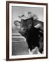 Trained Cow Wearing a Hat-Nina Leen-Framed Photographic Print