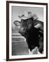 Trained Cow Wearing a Hat-Nina Leen-Framed Photographic Print