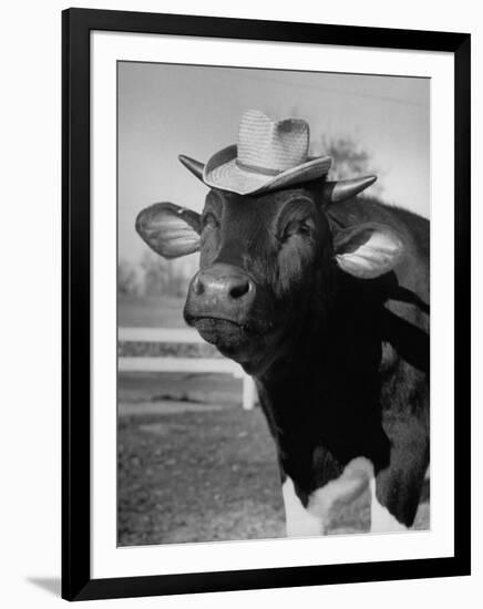 Trained Cow Wearing a Hat-Nina Leen-Framed Photographic Print