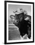 Trained Cow Wearing a Hat-Nina Leen-Framed Photographic Print