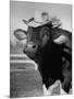 Trained Cow Wearing a Hat-Nina Leen-Mounted Photographic Print