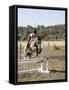 Training a Show Jumper-null-Framed Stretched Canvas
