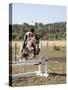 Training a Show Jumper-null-Stretched Canvas