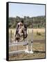 Training a Show Jumper-null-Framed Stretched Canvas