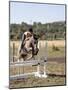 Training a Show Jumper-null-Mounted Photographic Print