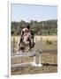 Training a Show Jumper-null-Framed Photographic Print