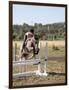 Training a Show Jumper-null-Framed Photographic Print