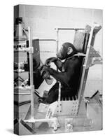 Training Chimpanzees at Hollowan Air Force Base for Trip into Space as Part of the Mercury Project-Ralph Crane-Stretched Canvas