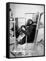 Training Chimpanzees at Hollowan Air Force Base for Trip into Space as Part of the Mercury Project-Ralph Crane-Framed Stretched Canvas