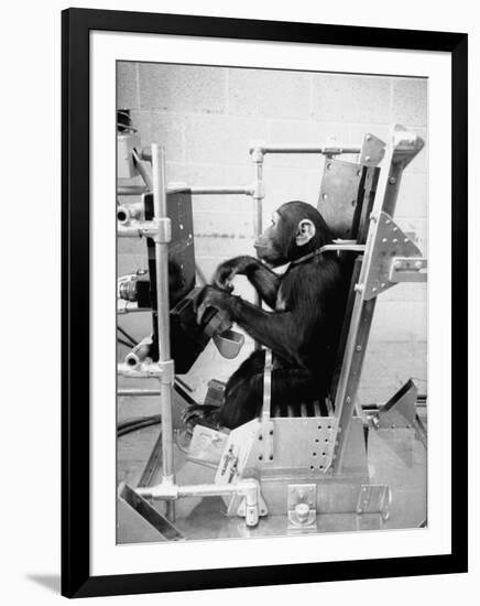 Training Chimpanzees at Hollowan Air Force Base for Trip into Space as Part of the Mercury Project-Ralph Crane-Framed Premium Photographic Print