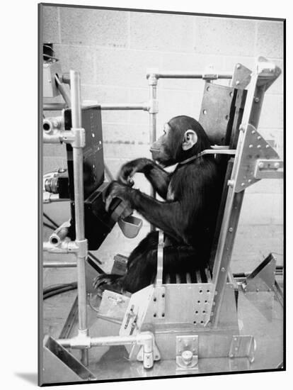 Training Chimpanzees at Hollowan Air Force Base for Trip into Space as Part of the Mercury Project-Ralph Crane-Mounted Photographic Print