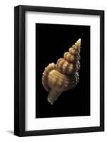 Trajana Perideris-Paul Starosta-Framed Photographic Print