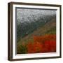 Tram Cars Take Tourists Up Cannon Mountain in New Hampshire as Snow Meets with Changing Leaves-null-Framed Premium Photographic Print