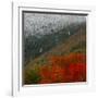 Tram Cars Take Tourists Up Cannon Mountain in New Hampshire as Snow Meets with Changing Leaves-null-Framed Photographic Print