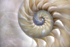 An Amazing Fibonacci Pattern in a Nautilus Shell-Tramont_ana-Laminated Photographic Print