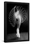 Essential Black