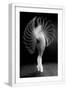 White Frame