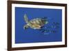 Tranquil Chase-Wild Wonders of Europe-Framed Giclee Print