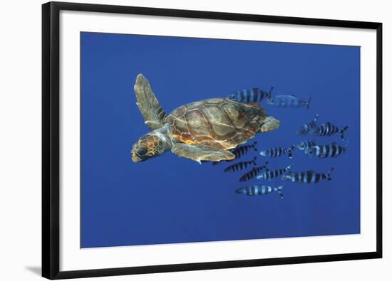 Tranquil Chase-Wild Wonders of Europe-Framed Giclee Print
