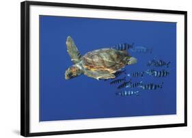 Tranquil Chase-Wild Wonders of Europe-Framed Giclee Print