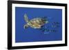 Tranquil Chase-Wild Wonders of Europe-Framed Giclee Print