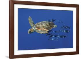 Tranquil Chase-Wild Wonders of Europe-Framed Giclee Print