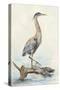 Tranquil Heron-Jacob Q-Stretched Canvas