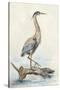 Tranquil Heron-Jacob Q-Stretched Canvas