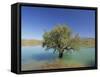 Tranquil Scene of Landscape of an Olive Tree on the Edge of a Lake Near Malaga, Andalucia, Spain-Michael Busselle-Framed Stretched Canvas