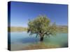 Tranquil Scene of Landscape of an Olive Tree on the Edge of a Lake Near Malaga, Andalucia, Spain-Michael Busselle-Stretched Canvas