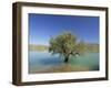 Tranquil Scene of Landscape of an Olive Tree on the Edge of a Lake Near Malaga, Andalucia, Spain-Michael Busselle-Framed Photographic Print