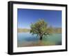 Tranquil Scene of Landscape of an Olive Tree on the Edge of a Lake Near Malaga, Andalucia, Spain-Michael Busselle-Framed Photographic Print