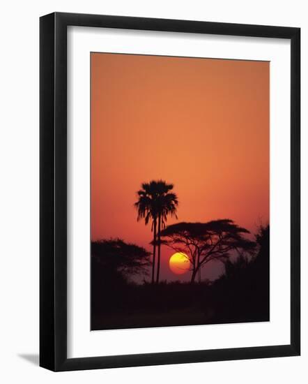 Tranquil Scene of Trees Silhouetted Against the Sun at Sunset, Okavango Delta, Botswana, Africa-Paul Allen-Framed Photographic Print