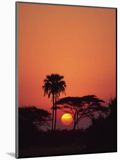 Tranquil Scene of Trees Silhouetted Against the Sun at Sunset, Okavango Delta, Botswana, Africa-Paul Allen-Mounted Photographic Print