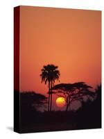 Tranquil Scene of Trees Silhouetted Against the Sun at Sunset, Okavango Delta, Botswana, Africa-Paul Allen-Stretched Canvas