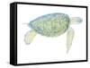 Tranquil Sea Turtle I-Megan Meagher-Framed Stretched Canvas