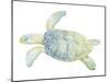 Tranquil Sea Turtle II-Megan Meagher-Mounted Art Print