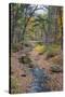 Tranquil Stream Meandering Through a New England Woods in Autumn-Frances Gallogly-Stretched Canvas