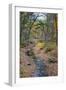 Tranquil Stream Meandering Through a New England Woods in Autumn-Frances Gallogly-Framed Photographic Print