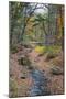 Tranquil Stream Meandering Through a New England Woods in Autumn-Frances Gallogly-Mounted Photographic Print
